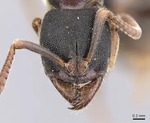 Ectomomyrmex simillimus specimen CASENT0902491 image casent0902491_2
