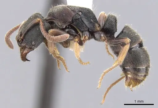 Ectomomyrmex simillimus specimen CASENT0902491 image casent0902491_3