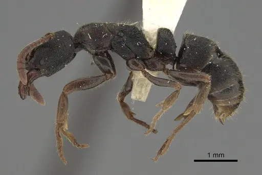 Ectomomyrmex simillimus specimen CASENT0923418 image casent0923418_1