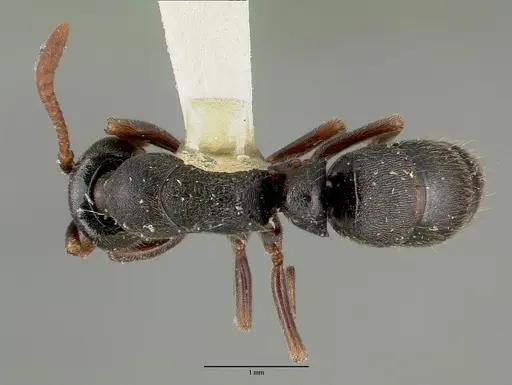 Ectomomyrmex simillimus specimen CASTYPE06964-01 image castype06964-01_1