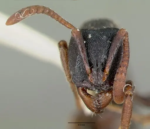 Ectomomyrmex simillimus specimen CASTYPE06964-01 image castype06964-01_2