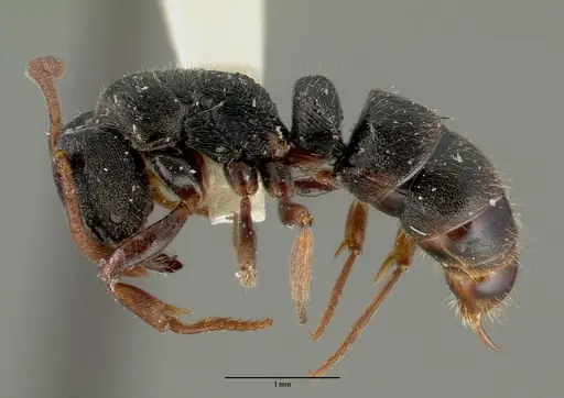 Ectomomyrmex simillimus specimen CASTYPE06964-01 image castype06964-01_3