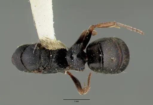 Ectomomyrmex simillimus specimen CASTYPE06964-02 image castype06964-02_1