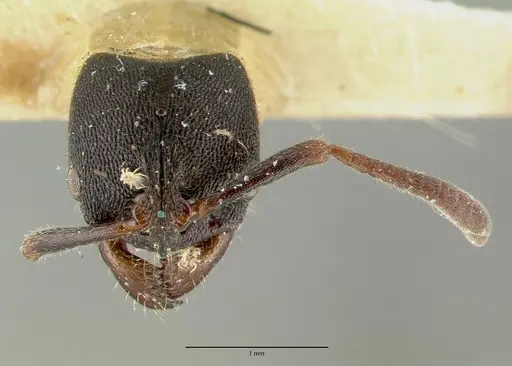 Ectomomyrmex simillimus specimen CASTYPE06964-02 image castype06964-02_2