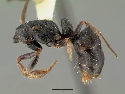 Ectomomyrmex simillimus specimen CASTYPE06964-02 image castype06964-02_3