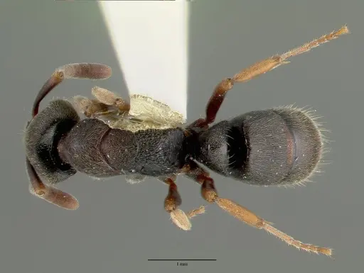 Ectomomyrmex simillimus specimen CASTYPE06964-03 image castype06964-03_1