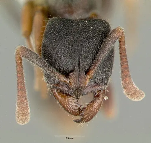Ectomomyrmex simillimus specimen CASTYPE06964-03 image castype06964-03_2