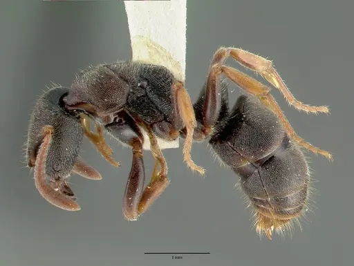 Ectomomyrmex simillimus specimen CASTYPE06964-03 image castype06964-03_3