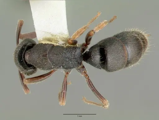 Ectomomyrmex simillimus specimen CASTYPE06964-04 image castype06964-04_1