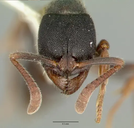 Ectomomyrmex simillimus specimen CASTYPE06964-04 image castype06964-04_2