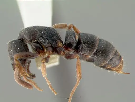 Ectomomyrmex simillimus specimen CASTYPE06964-04 image castype06964-04_3