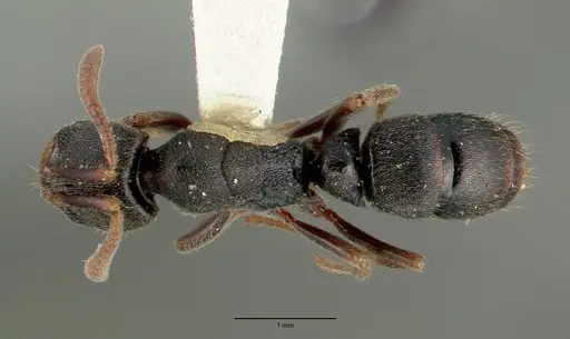 Ectomomyrmex simillimus specimen CASTYPE06964-05 image castype06964-05_1
