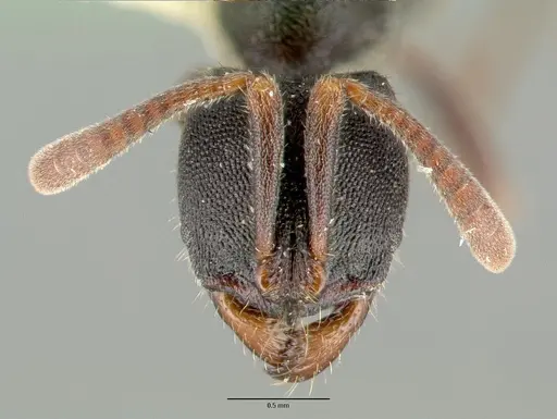Ectomomyrmex simillimus specimen CASTYPE06964-05 image castype06964-05_2