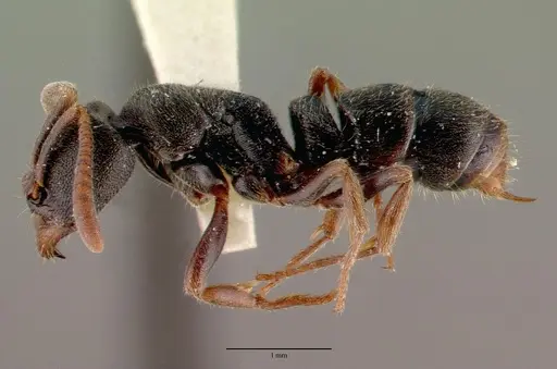 Ectomomyrmex simillimus specimen CASTYPE06964-05 image castype06964-05_3