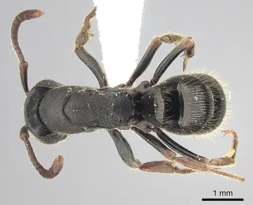 Ectomomyrmex striatulus specimen CASENT0249176 image casent0249176_1
