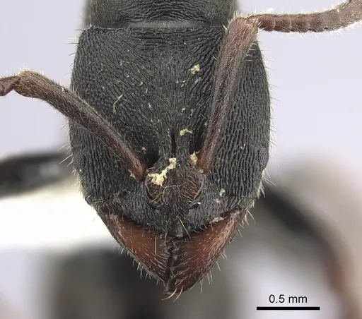 Ectomomyrmex striatulus specimen CASENT0249176 image casent0249176_2