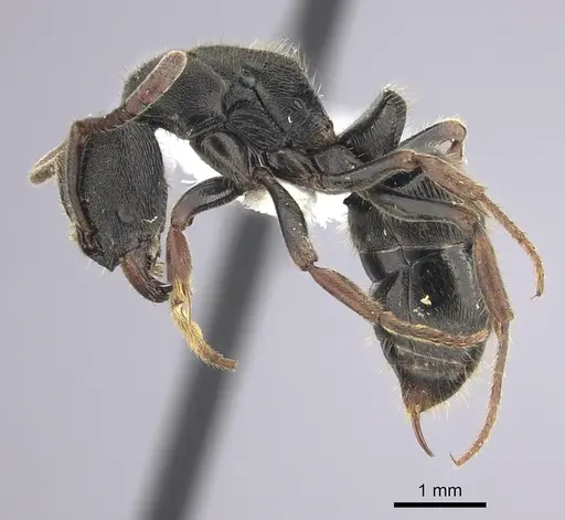 Ectomomyrmex striatulus specimen CASENT0249176 image casent0249176_3