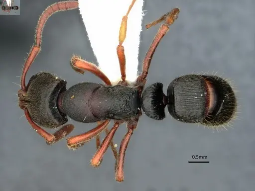 Ectomomyrmex striatulus specimen CASENT0882073 image casent0882073_1