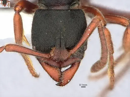 Ectomomyrmex striatulus specimen CASENT0882073 image casent0882073_2