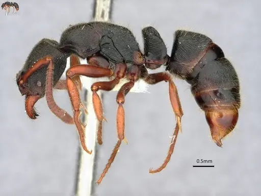 Ectomomyrmex striatulus specimen CASENT0882073 image casent0882073_3