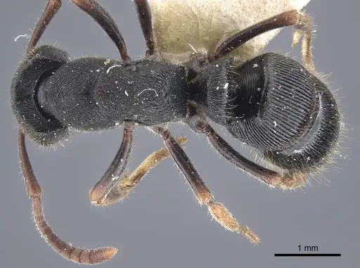 Ectomomyrmex striatulus specimen CASENT0916827 image casent0916827_1