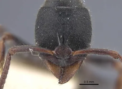 Ectomomyrmex striatulus specimen CASENT0916827 image casent0916827_2