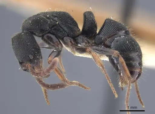 Ectomomyrmex striatulus specimen CASENT0916827 image casent0916827_3