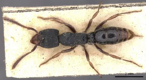 Ectomomyrmex striolatus specimen CASENT0902490 image casent0902490_1