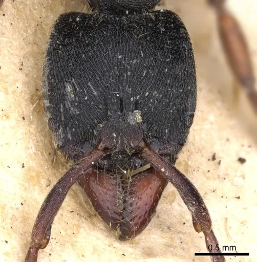 Ectomomyrmex striolatus specimen CASENT0902490 image casent0902490_2