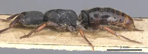 Ectomomyrmex striolatus specimen CASENT0902490 image casent0902490_3