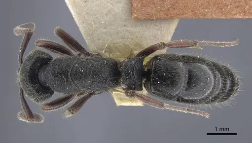 Ectomomyrmex sumatranus specimen CASENT0916826 image casent0916826_1
