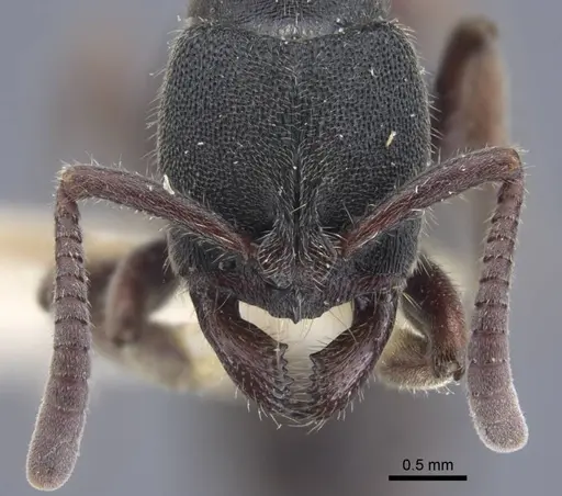 Ectomomyrmex sumatranus specimen CASENT0916826 image casent0916826_2