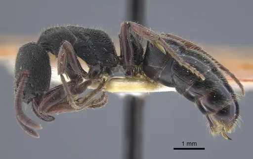 Ectomomyrmex sumatranus specimen CASENT0916826 image casent0916826_3