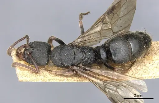 Ectomomyrmex vermiculatus specimen CASENT0903901 image casent0903901_1
