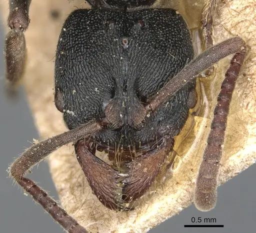 Ectomomyrmex vermiculatus specimen CASENT0903901 image casent0903901_2
