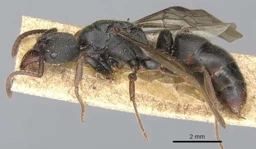 Ectomomyrmex vermiculatus specimen CASENT0903901 image casent0903901_3