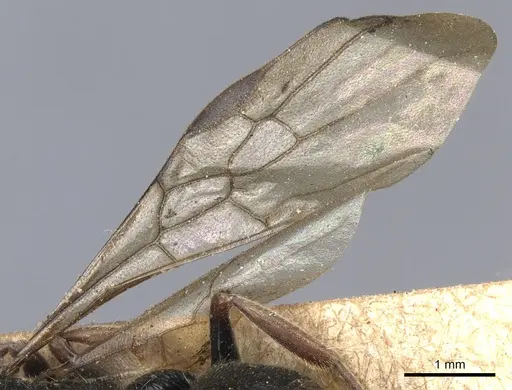 Ectomomyrmex vermiculatus specimen CASENT0903901 image casent0903901_4