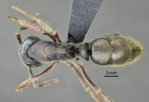 Ectomomyrmex zhengi specimen ANTWEB1060516 image antweb1060516_1