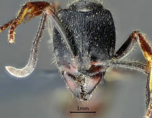 Ectomomyrmex zhengi specimen ANTWEB1060516 image antweb1060516_2