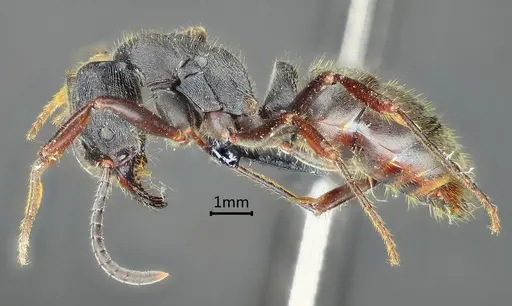 Ectomomyrmex zhengi specimen ANTWEB1060516 image antweb1060516_3