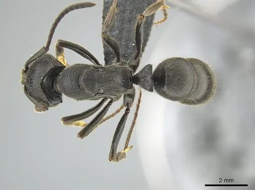 Ectomomyrmex zhengi specimen MCZ-ENT00759860 image mcz-ent00759860_1