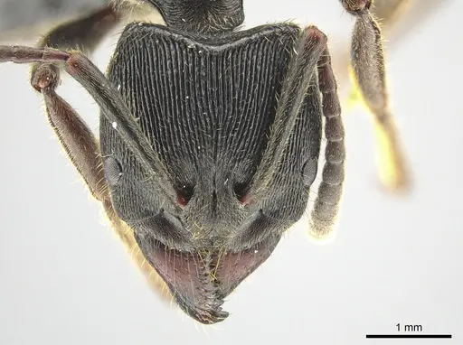 Ectomomyrmex zhengi specimen MCZ-ENT00759860 image mcz-ent00759860_2