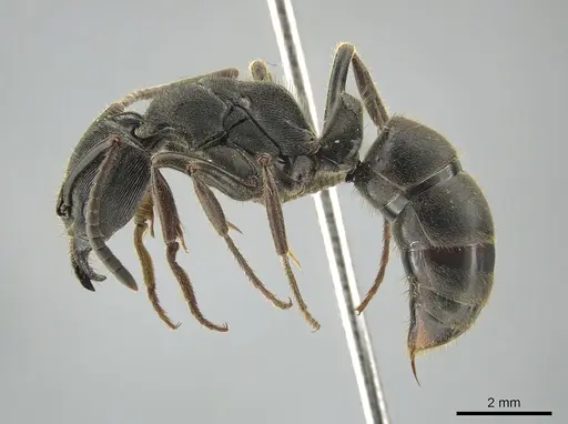 Ectomomyrmex zhengi specimen MCZ-ENT00759860 image mcz-ent00759860_3