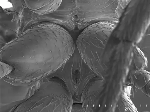 Emeryopone buttelreepeni specimen ANTWEB1008525 image antweb1008525_1