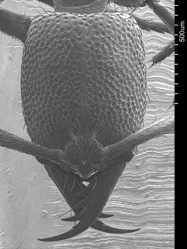 Emeryopone buttelreepeni specimen ANTWEB1008525 image antweb1008525_2