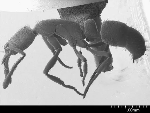 Emeryopone buttelreepeni specimen ANTWEB1008525 image antweb1008525_3