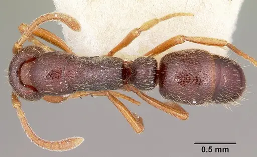 Emeryopone buttelreepeni specimen CASENT0104586 image casent0104586_1