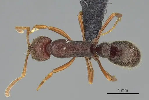 Emeryopone buttelreepeni specimen CASENT0131922 image casent0131922_1