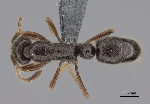 Emeryopone buttelreepeni specimen CASENT0353563 image casent0353563_1