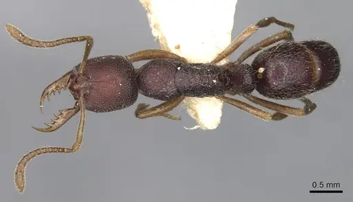 Emeryopone franzi specimen CASENT0915183 image casent0915183_1